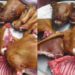 An International Animal Rights Activist, has petitioned the Government of Ghana to ban the trade in cat and dog meat for human consumption in Ghana.