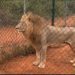 Lion devours middle-aged man at Accra Zoo